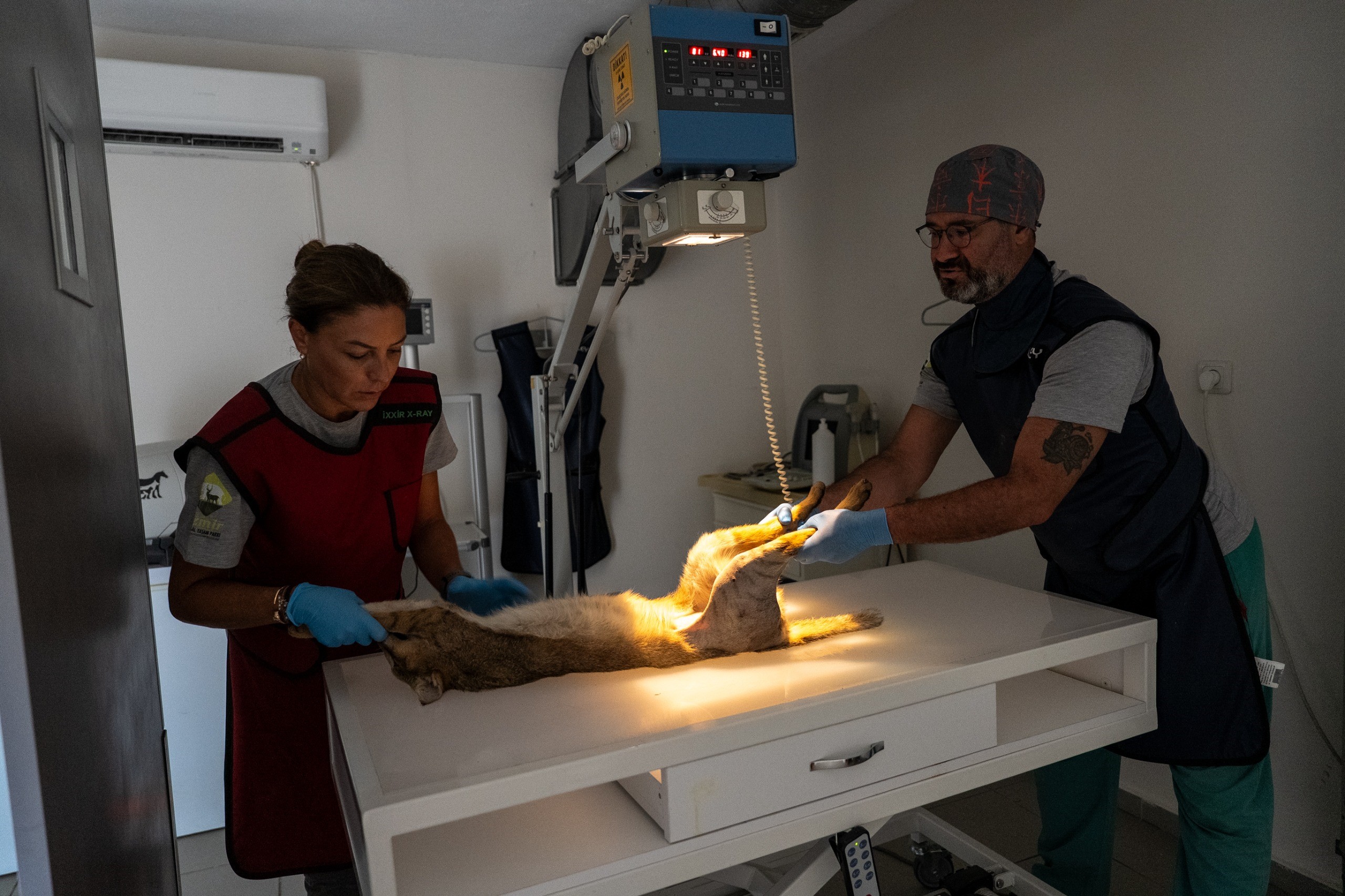 Ağır yaralı bulunan saz kedisi, sağlıklı şekilde doğaya salındı